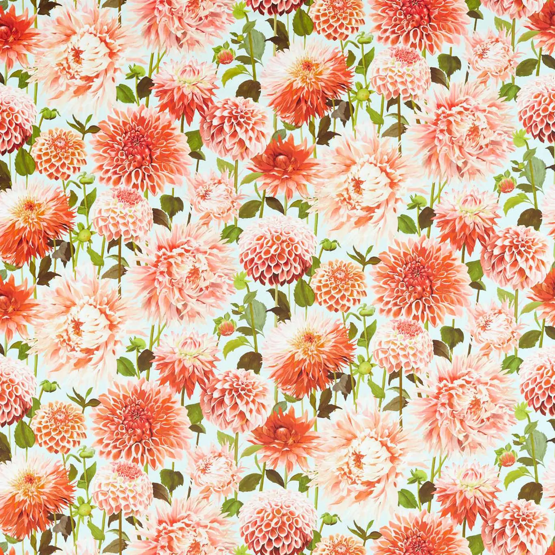 Harlequin Dahlia