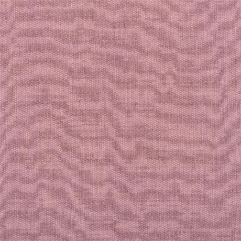 Damask Rose