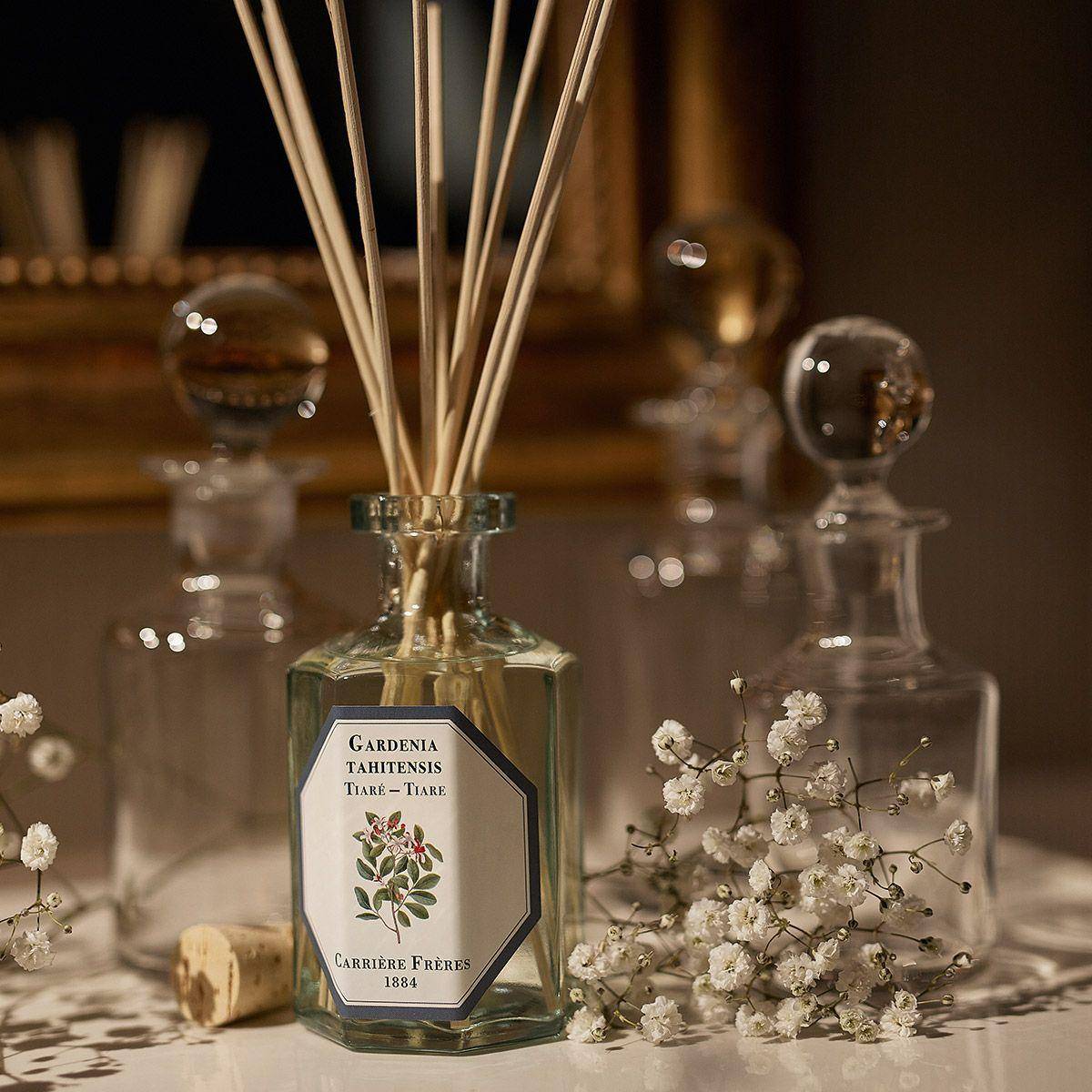 Carrière Frères Tiare (Gardenia Tahitensis) Carrière Frères Tiare (Gardenia Tahitensis)
