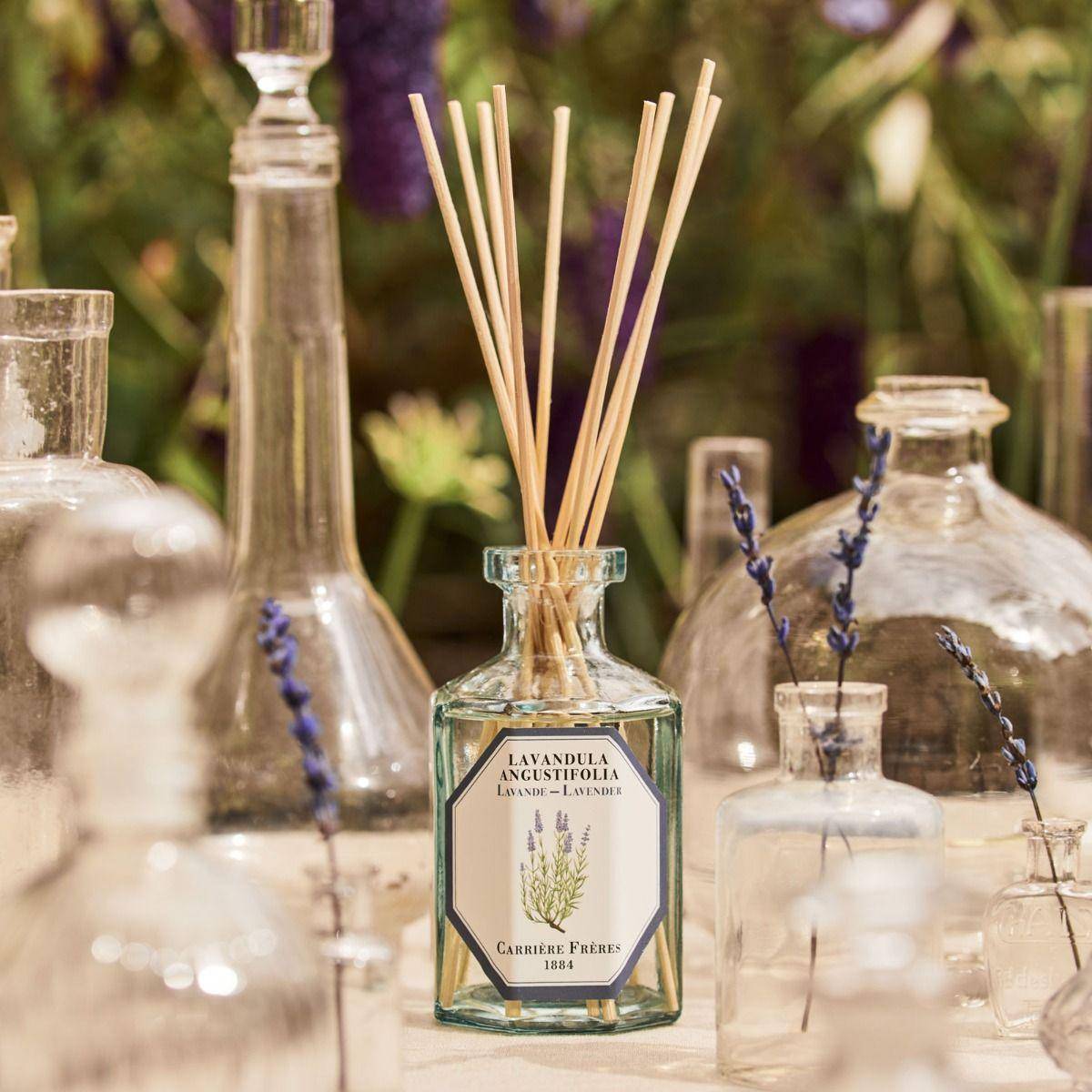 Carrière Frères Lavender (Lavandula Angustifolia) 