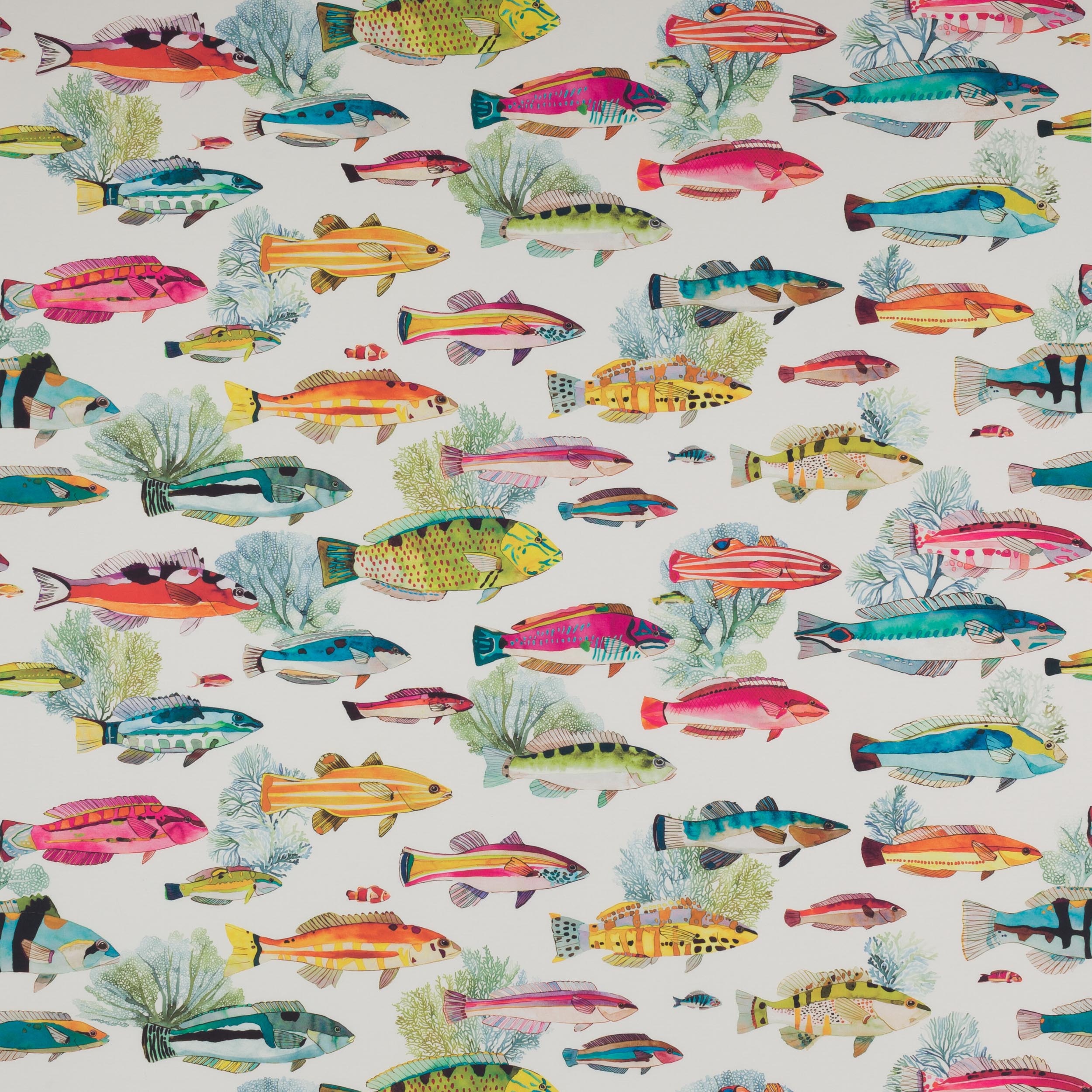 Manuel Canovas Fidji