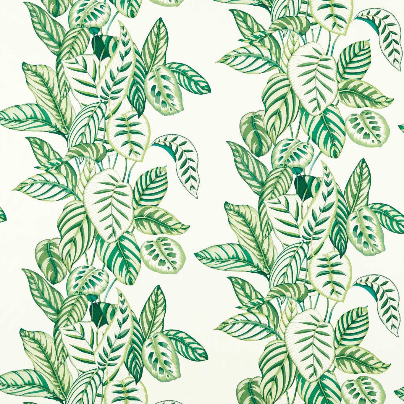 Sanderson  Calathea