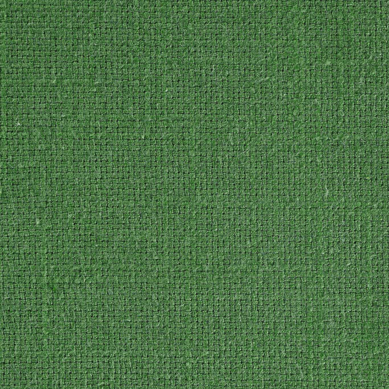 Fern