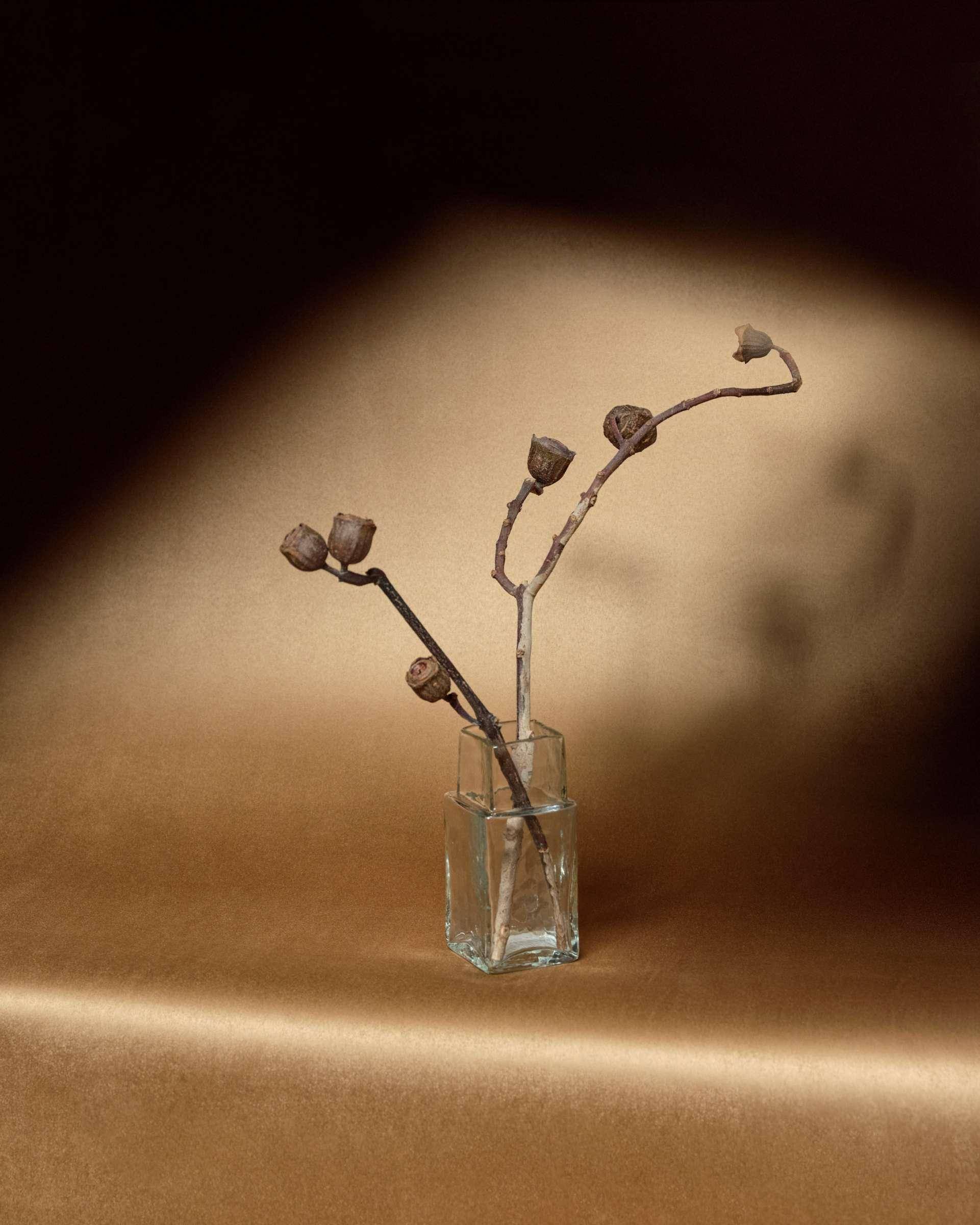 Élitis Cocoon  Élitis Cocoon