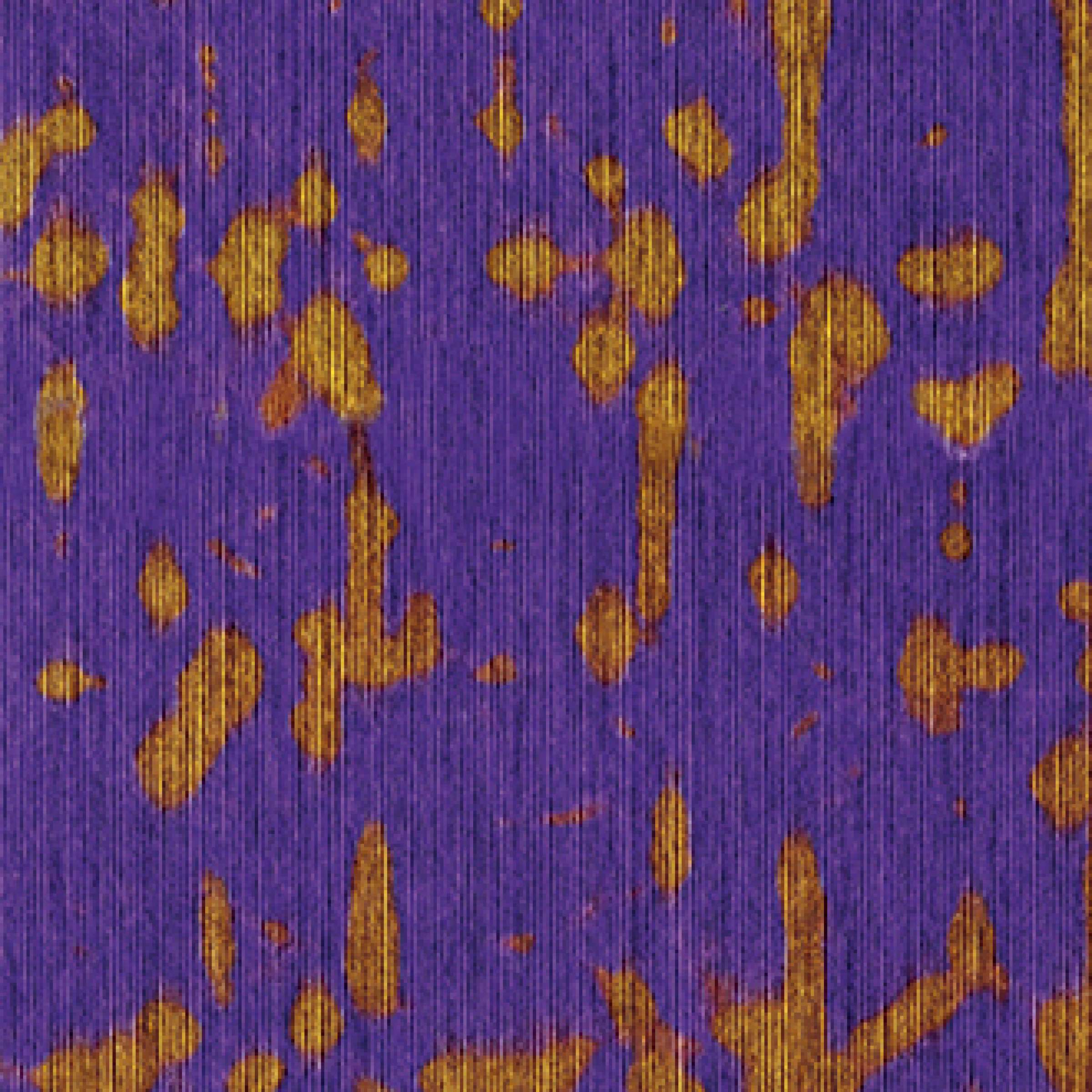 Élitis Java