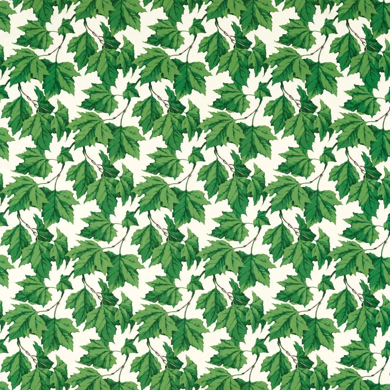 Harlequin Dappled Leaf