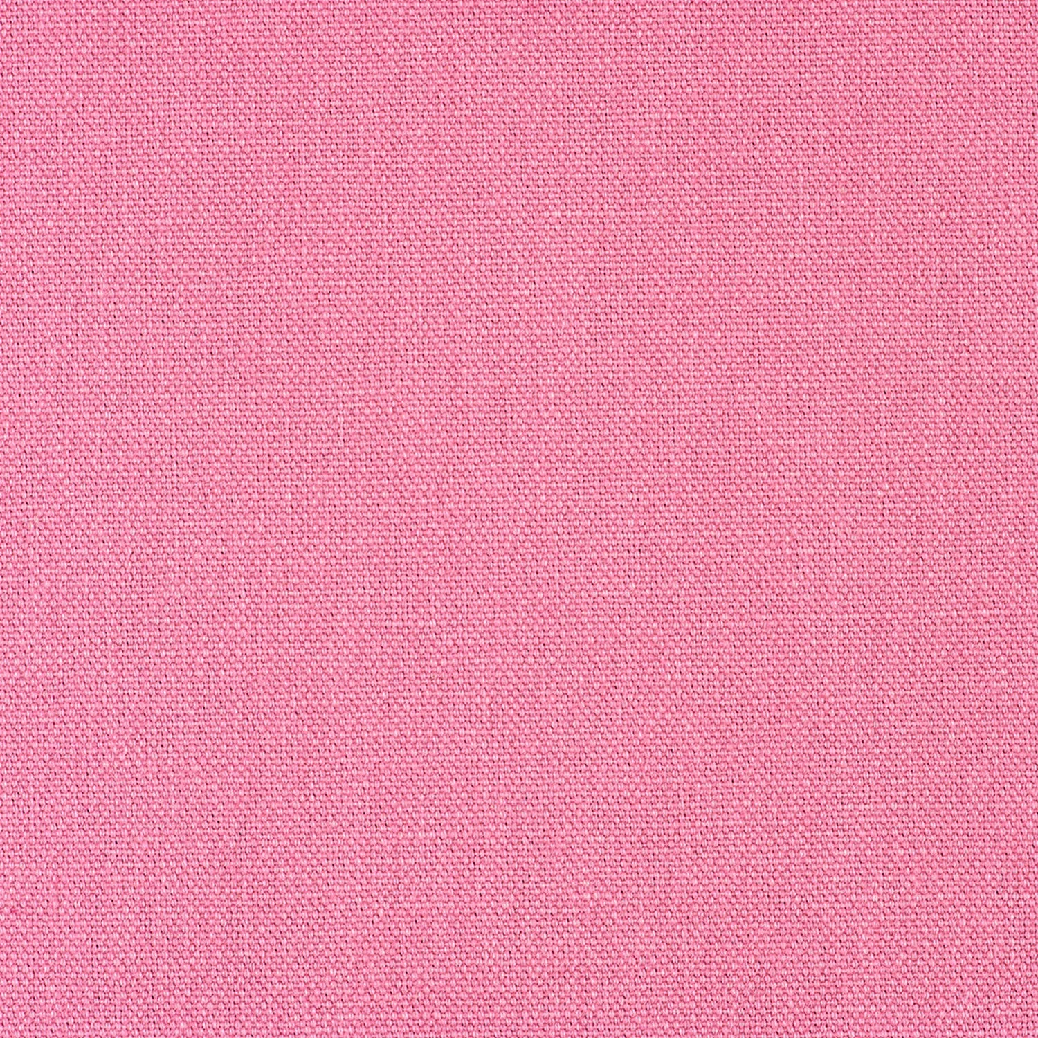 Rose5