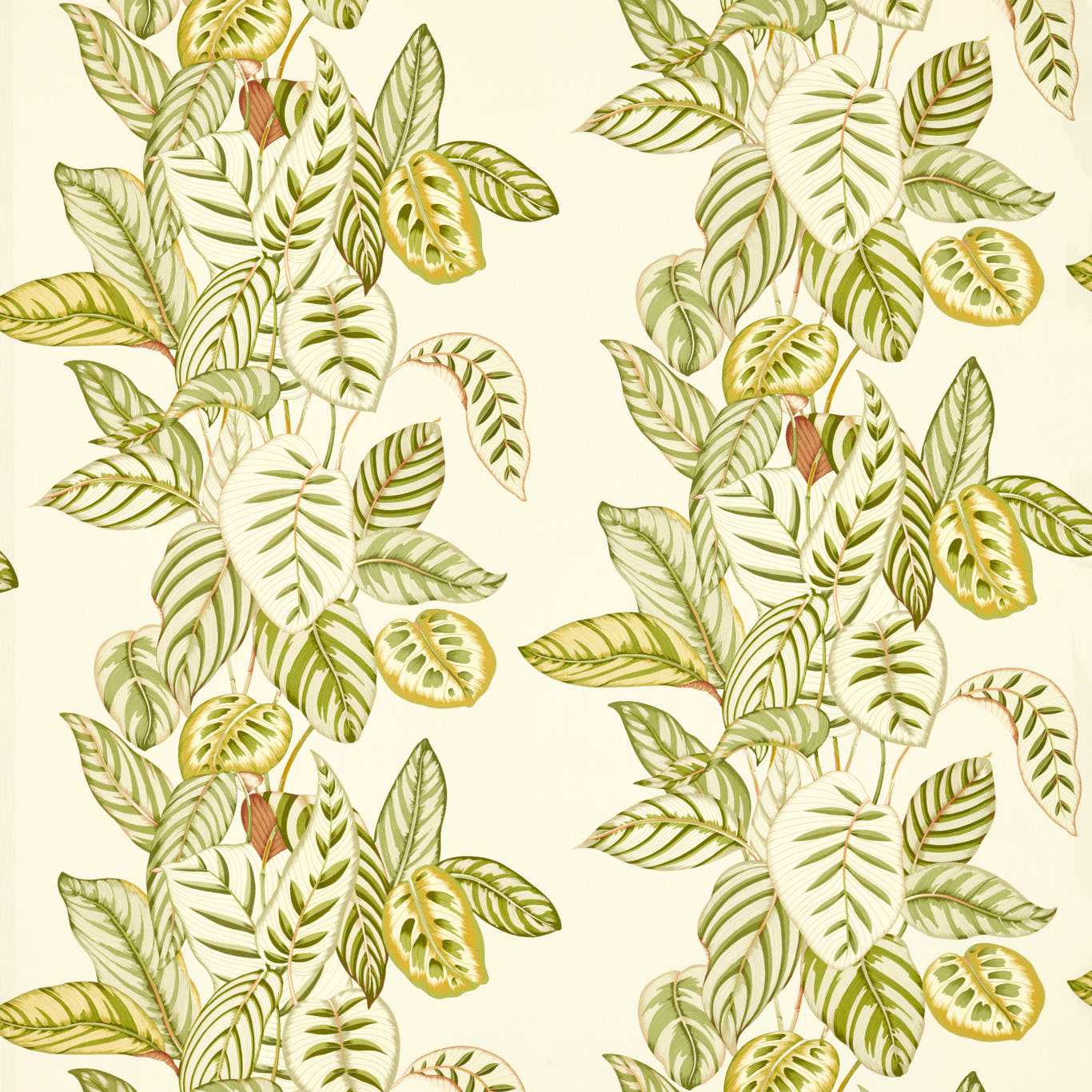 Sanderson  Calathea