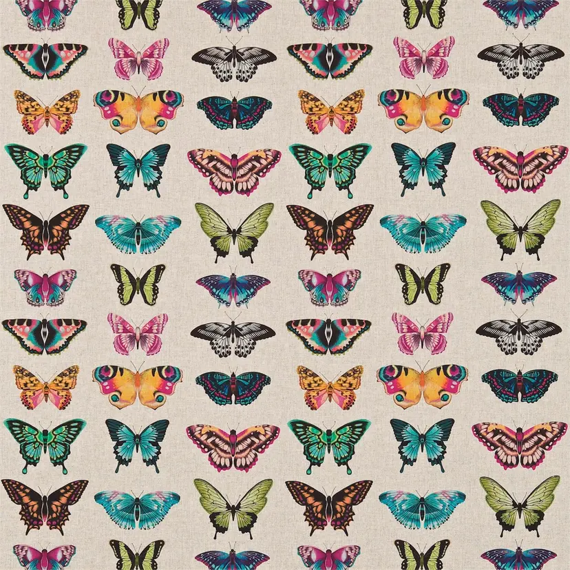 Harlequin  Papilio