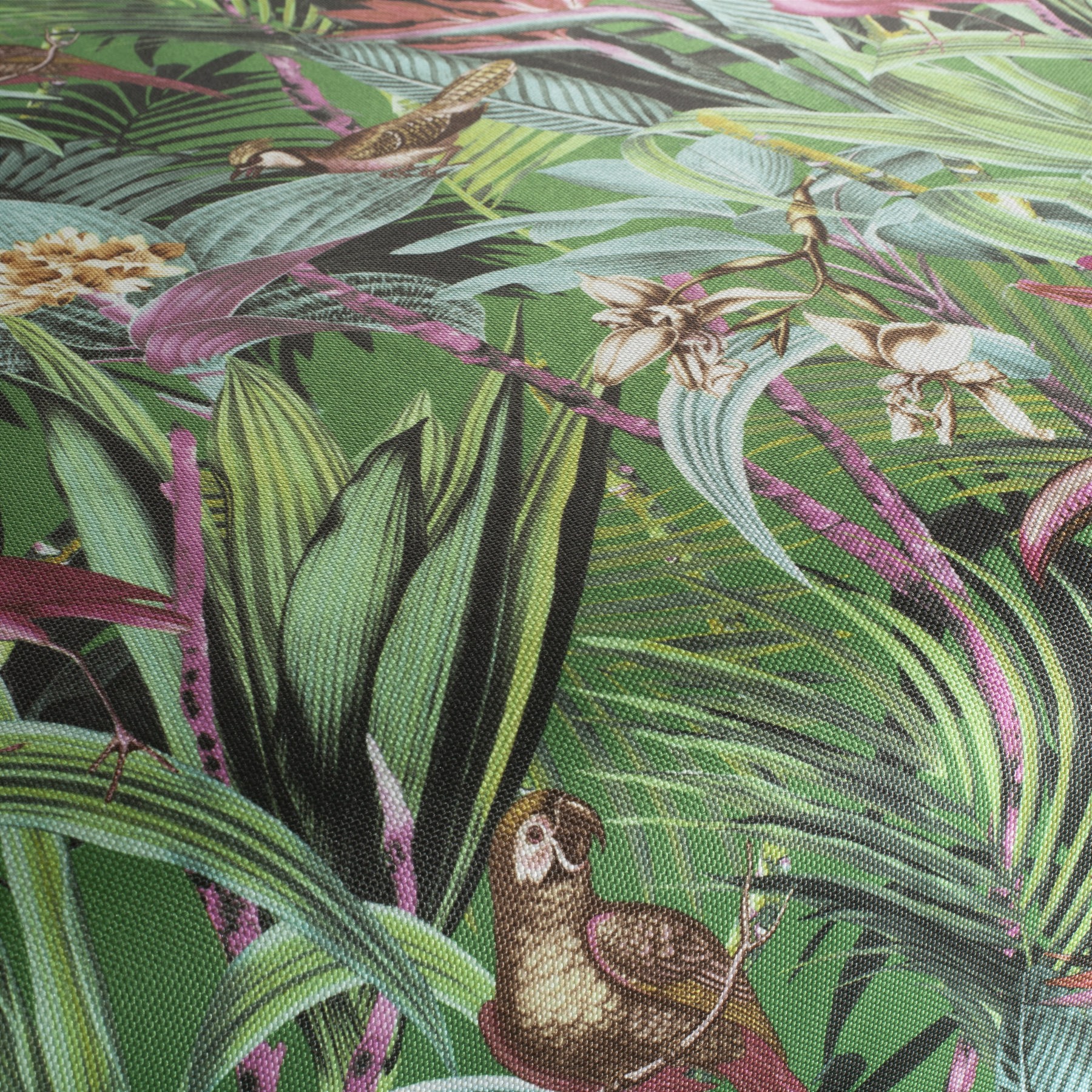 JAB Jungle Birds