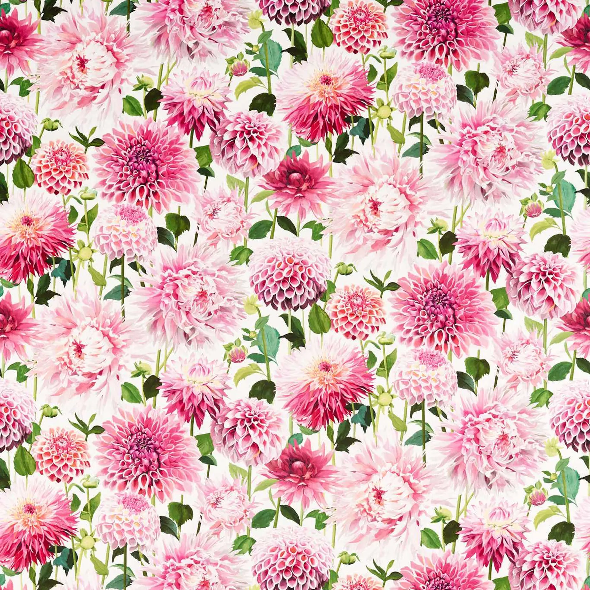 Harlequin Dahlia