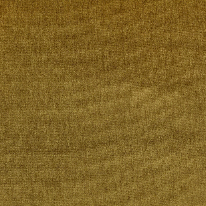 Desert Palm